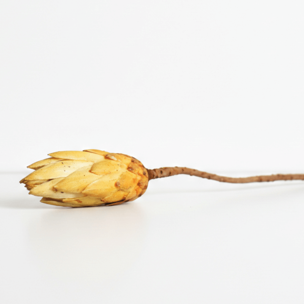 Protea Repens – smetanová, sušený květ do aranžmá a dekorací